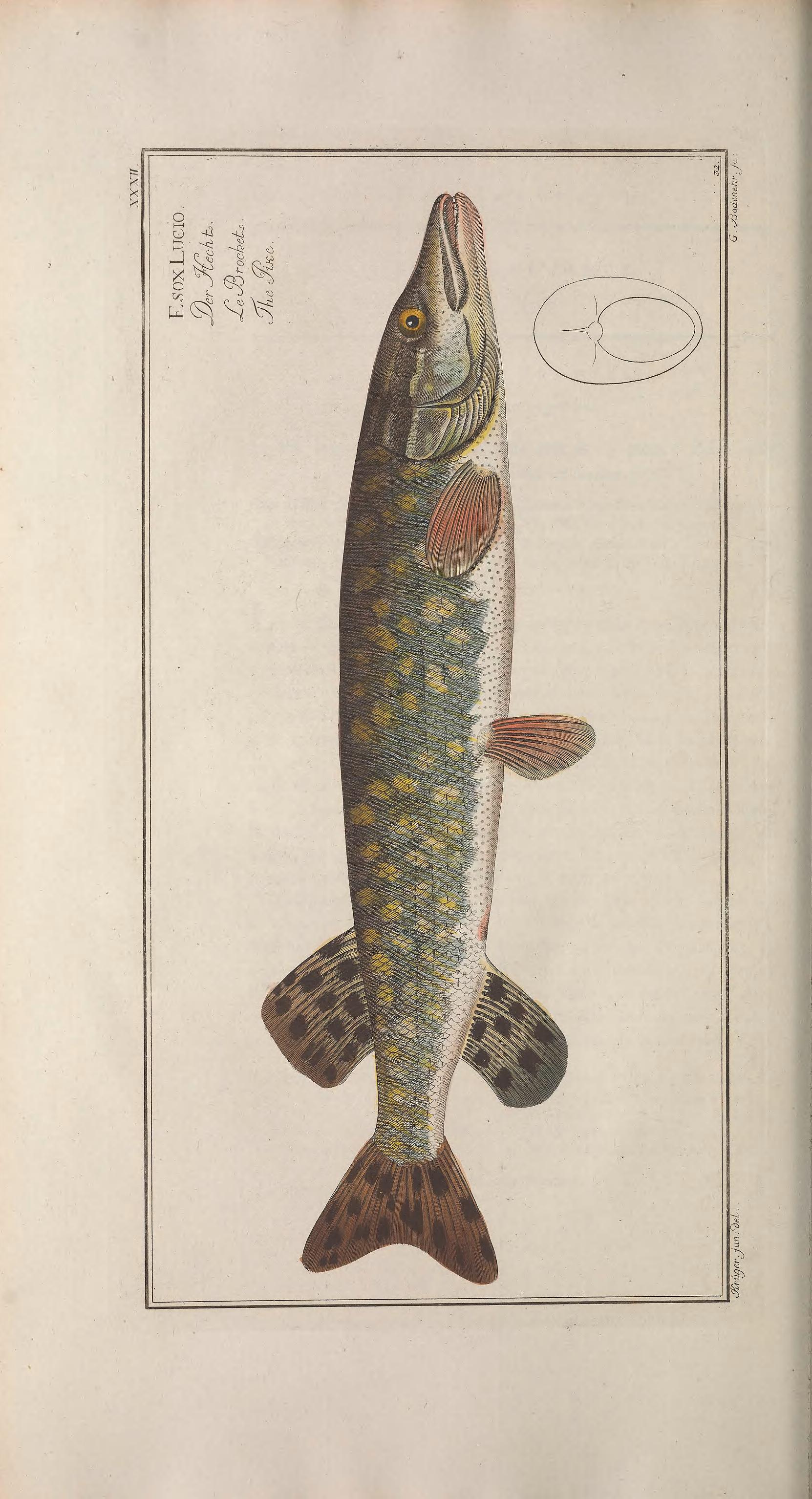Ichtyologie (1785) Bloch Ptie 1-2 pages 264.jpg
