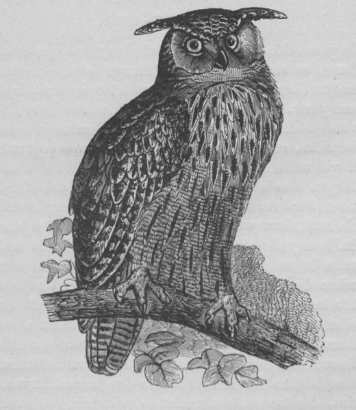 Fichier:Hibou Buffon jeunesse.jpg