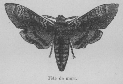 Sphinx tête de mort Buffon jeunesse.jpg