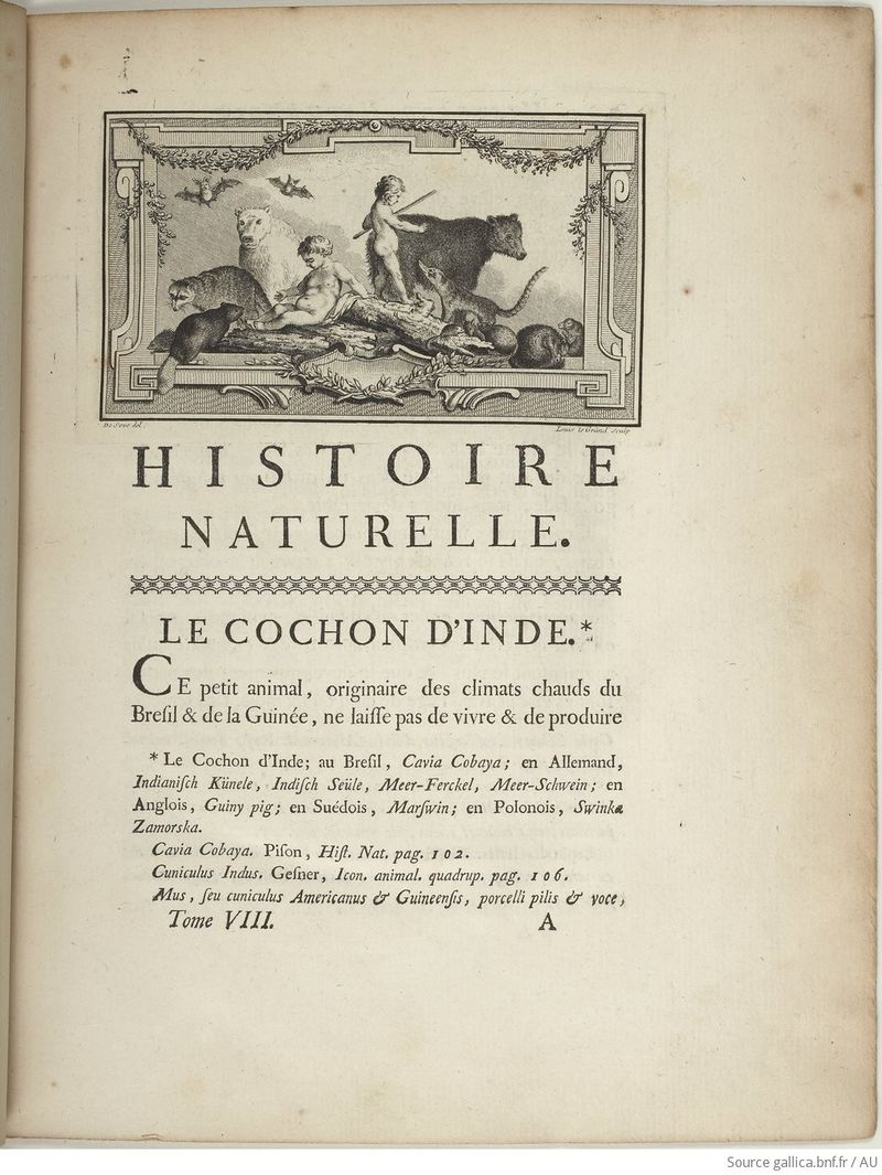 Buffon Hist Nat E.O. Tome 8 f17.jpg