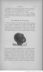 Buffon illustré de la jeunesse - 1893 Gallica page f205.jpg
