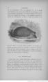 Buffon illustré de la jeunesse - 1893 Gallica page f62.jpg