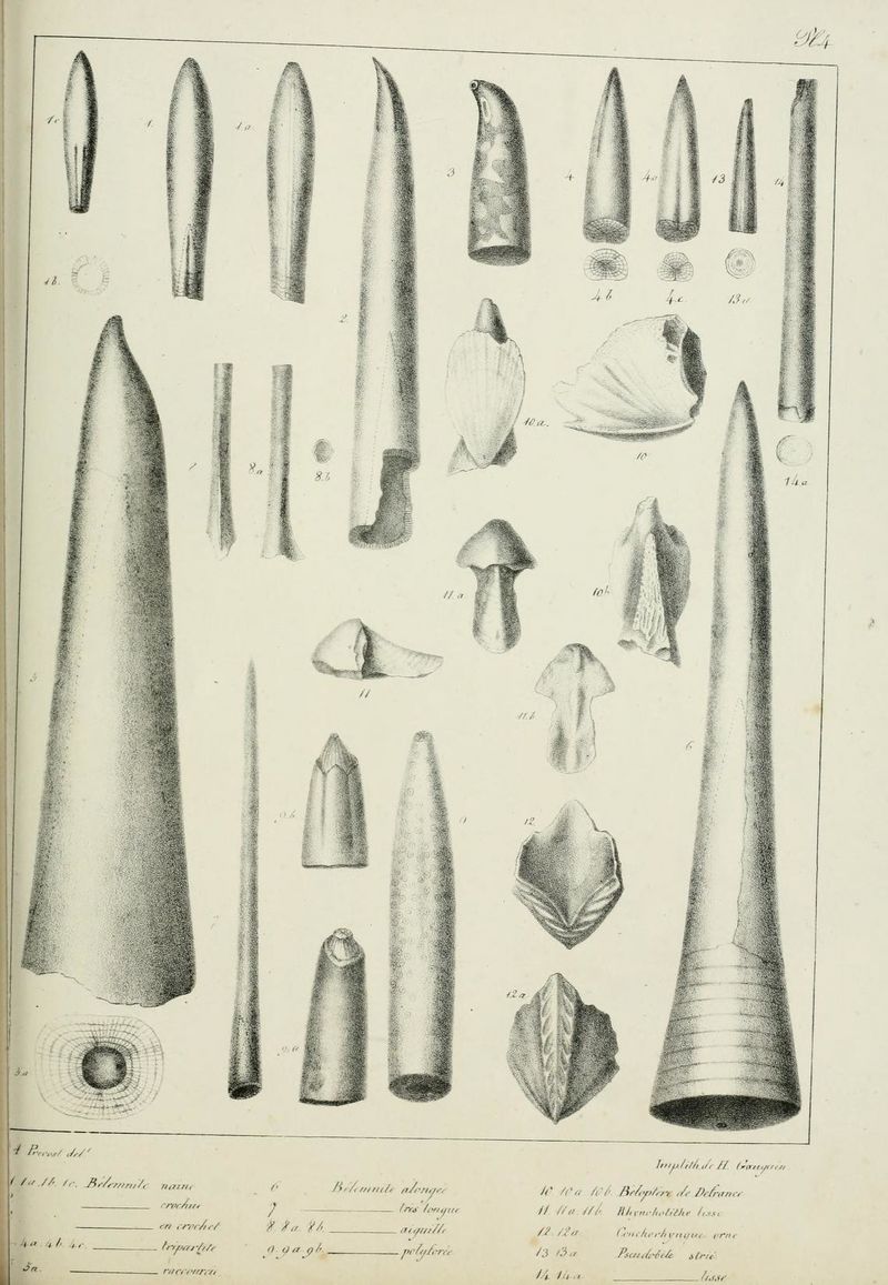 Mémoire bélemnites (1827) Blainville BHL page 157.jpg