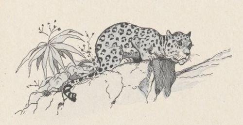 Jaguar Benjamin Rabier.jpg
