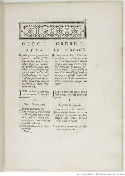 Ornithologie (1760) Brisson, Gallica, tome 1 page 97.jpg