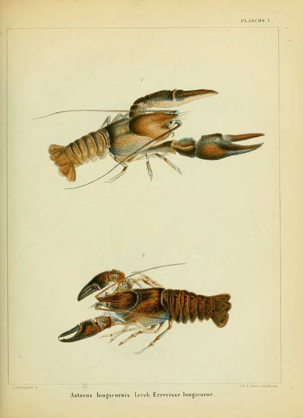 ALS Mémoires 1858 page 223.jpg