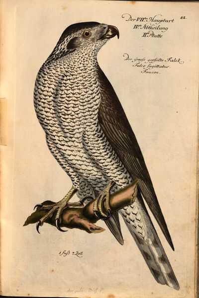 Frisch, Johann Leonhard- Vorstellung der Vögel in Teutschland MDZ page 201.jpg