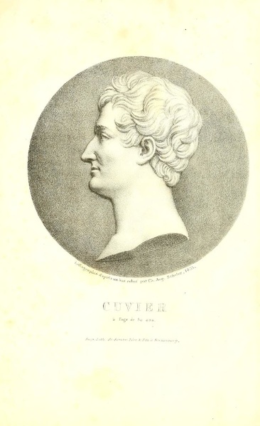 Fichier:Notice Cuvier (1833) Duvernoy.pdf