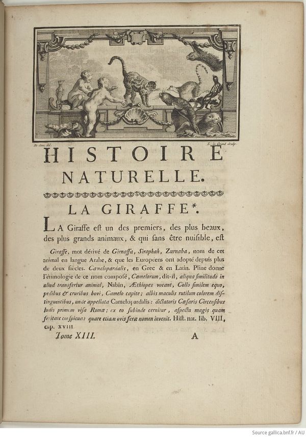 Buffon Hist Nat E.O. Tome 13 f37.jpg