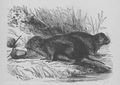 Buffon illustré de la jeunesse - 1893 Gallica image page f55.jpg