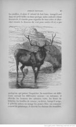 Buffon illustré de la jeunesse - 1893 Gallica page f95.jpg