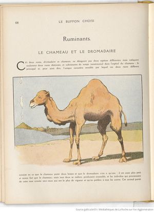 Le Buffon choisi de Benjamin Rabier, page f116.jpg