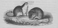 Buffon illustré de la jeunesse - 1893 Gallica image page f54.jpg