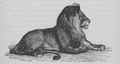 Buffon illustré de la jeunesse - 1893 Gallica image page f77.jpg
