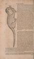 Historia animalium Gessner BHL liber primus 730.jpg