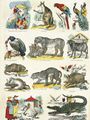 Les-animaux-du-jardin-des-plantes-vers-1865-pinot-amp-sagaire-epinal-coll-musee-de-l-image-depot-mdaac-musee-de-l-image-ville-d-epinal-cliche-h-rouyer-1470503477.jpg