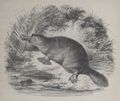 Alphabet Doudet Ornithorynque.jpg