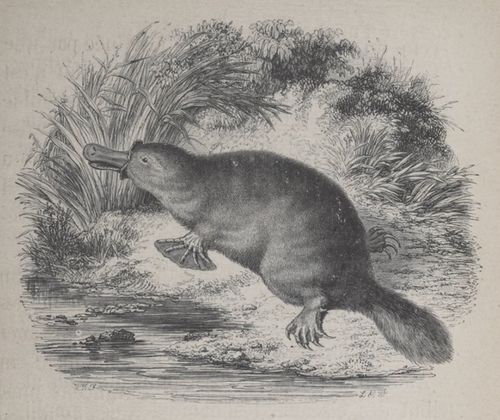 Alphabet Doudet Ornithorynque.jpg