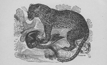 Buffon illustré de la jeunesse - 1893 Gallica image page f89.jpg