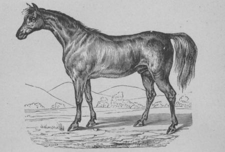 Buffon illustré de la jeunesse - 1893 Gallica image f10.jpg