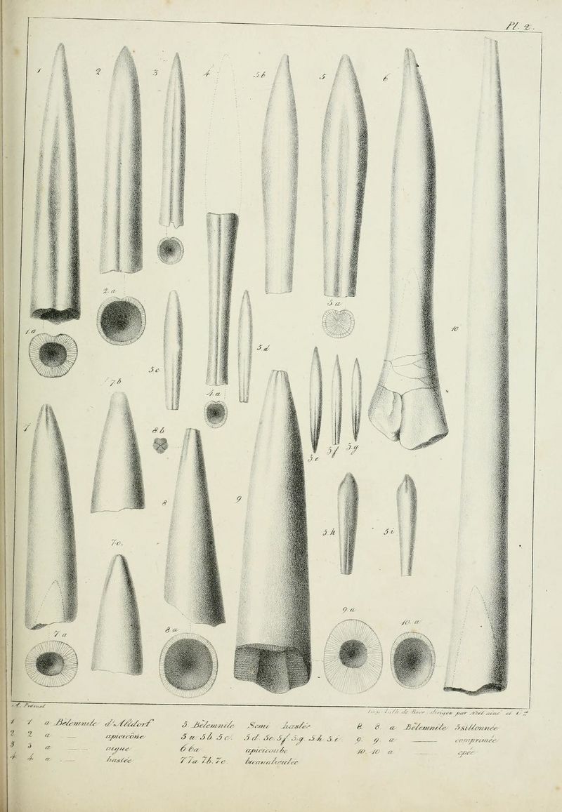 Mémoire bélemnites (1827) Blainville BHL page 153.jpg
