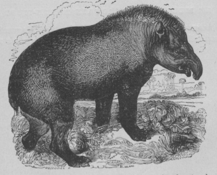 Fichier:Tapir Buffon jeunesse.jpg