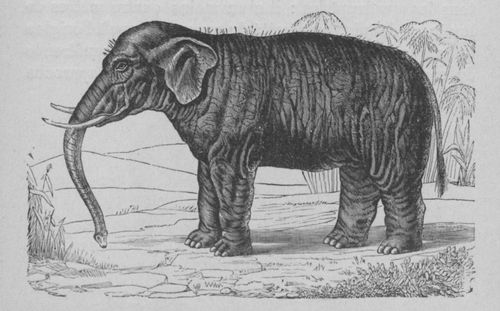 Buffon illustré de la jeunesse - 1893 Gallica image page 105.jpg