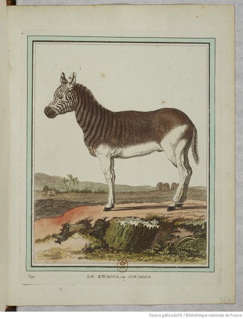 Collection Quadrupèdes Buffon 1749 tome 2 f175.jpg