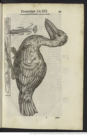 De avibus historiae (Aldrovandi) tome 3 page 67.jpg