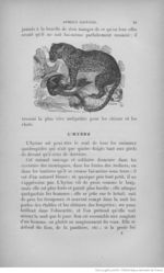 Buffon illustré de la jeunesse - 1893 Gallica page f89.jpg