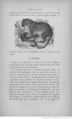 Buffon illustré de la jeunesse - 1893 Gallica page f89.jpg
