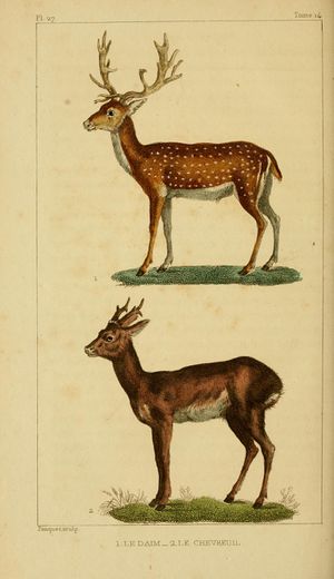 Œuvres Buffon augmentées Cuvier (1829) Tome 14 page 430.jpg