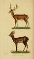 Œuvres Buffon augmentées Cuvier (1829) Tome 14 page 430.jpg