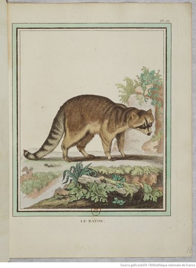 Collection Quadrupèdes Buffon 1749 tome 2 f16.jpg
