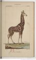 Dictionnaire Cuvier Hist Nat 1816 T77, page 369.jpg
