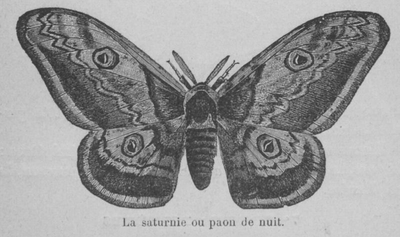 Fichier:Saturnie Buffon jeunesse.jpg