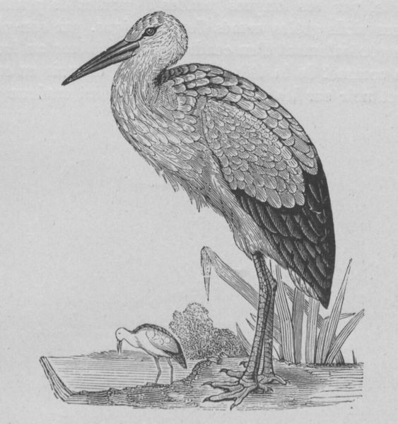 Fichier:Cigogne Buffon jeunesse.jpg