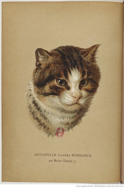Les chats (1870) Champfleury Gallica f12.jpg