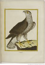 Buffon Hist Nat Oiseaux 2 Tome 1 f277.jpg