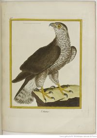 Buffon Hist Nat Oiseaux 2 Tome 1 f277.jpg