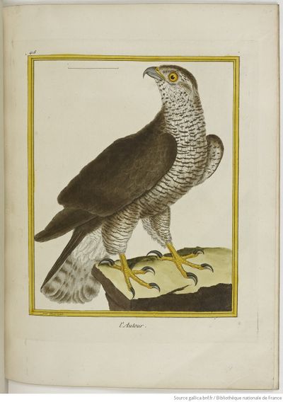 Buffon Hist Nat Oiseaux 2 Tome 1 f277.jpg