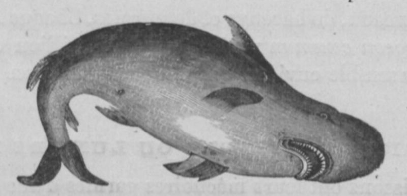 Fichier:Requin Buffon jeunesse.jpg
