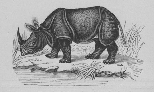 Rhinocéros Buffon jeunesse.jpg
