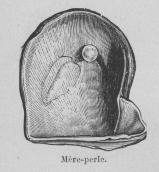 Fichier:Mère-perle Buffon jeunesse.jpg