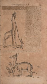 Historiae animalium Gessner secundo page 195.jpg