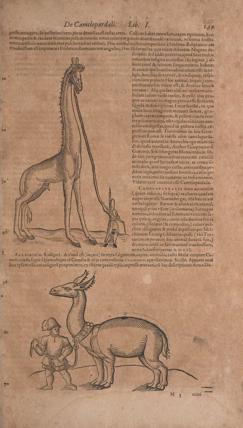 Historiae animalium Gessner secundo page 195.jpg