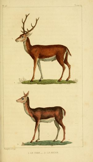 Œuvres Buffon augmentées Cuvier (1829) Tome 14 page 387.jpg