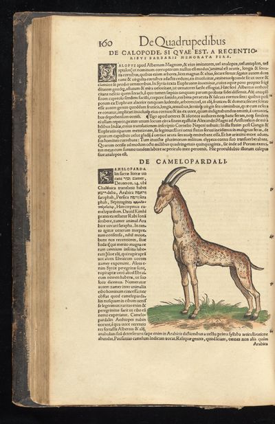 Historia animalium Gessner 1551 BHL Getty page 202.jpg