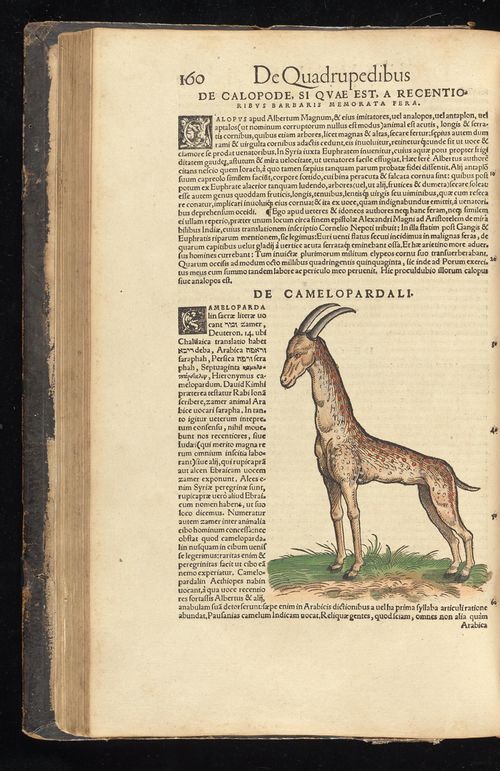 Historia animalium Gessner 1551 BHL Getty page 202.jpg
