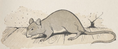 Rabier Rat 1.jpg .png
